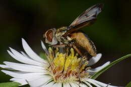 Imagem de Ectophasia crassipennis (Fabricius 1794)