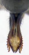 صورة Aoteasalda maculipennis (Cobben 1961)