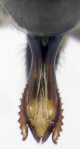 Image of Aoteasalda maculipennis (Cobben 1961)