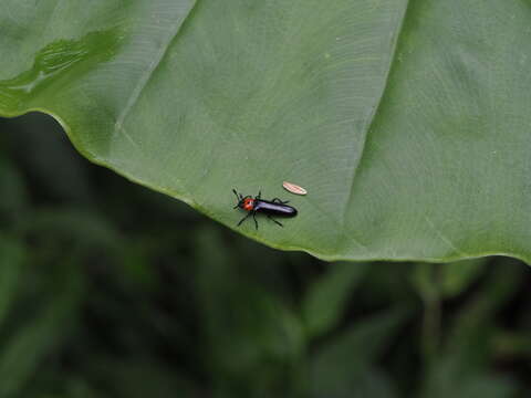 Слика од <i>Tetraphala collaris</i>