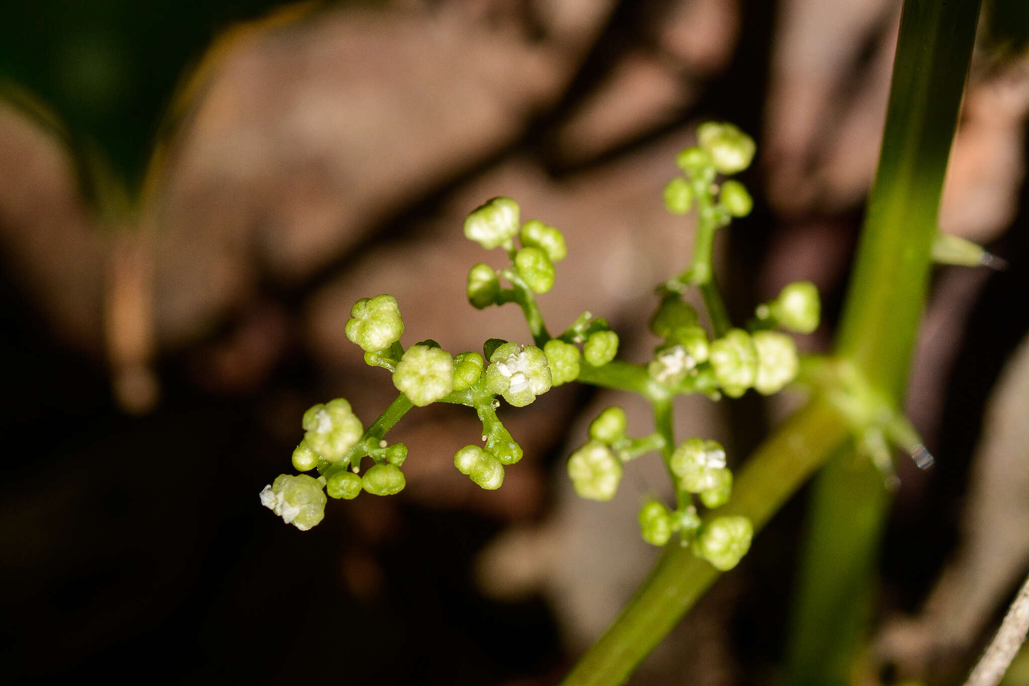 Image of Laportea grossa (E. Mey. ex Wedd.) Chew