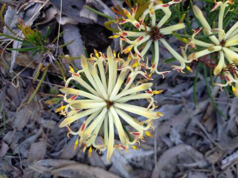 Image of Petrophile brevifolia Lindley