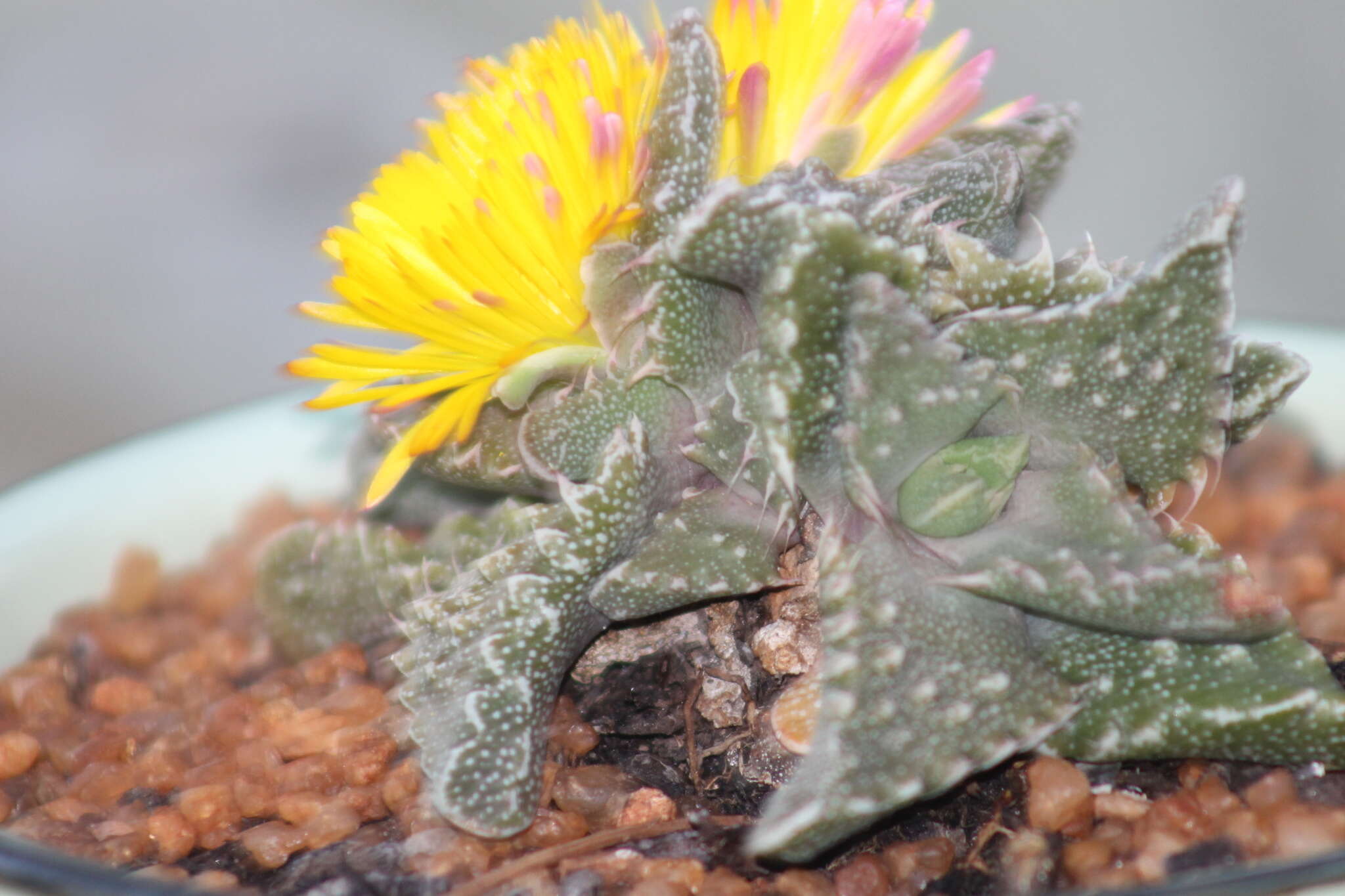 Image of Faucaria tuberculosa (Rolfe) Schwant.