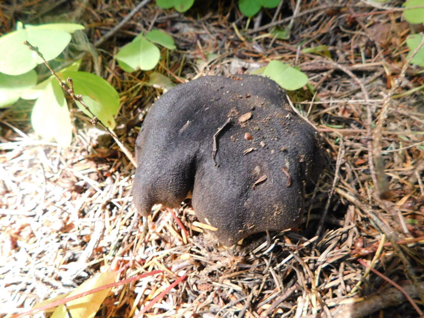 Image of Tricholoma atroviolaceum A. H. Sm. 1944