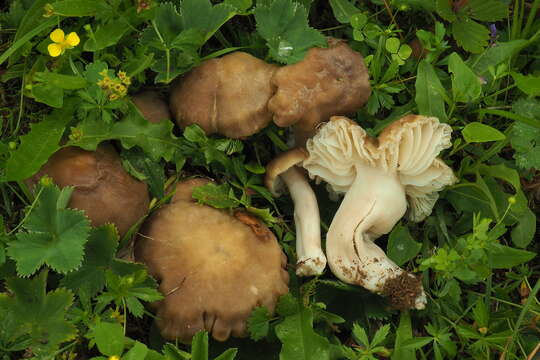 Image of Neohygrocybe Herink