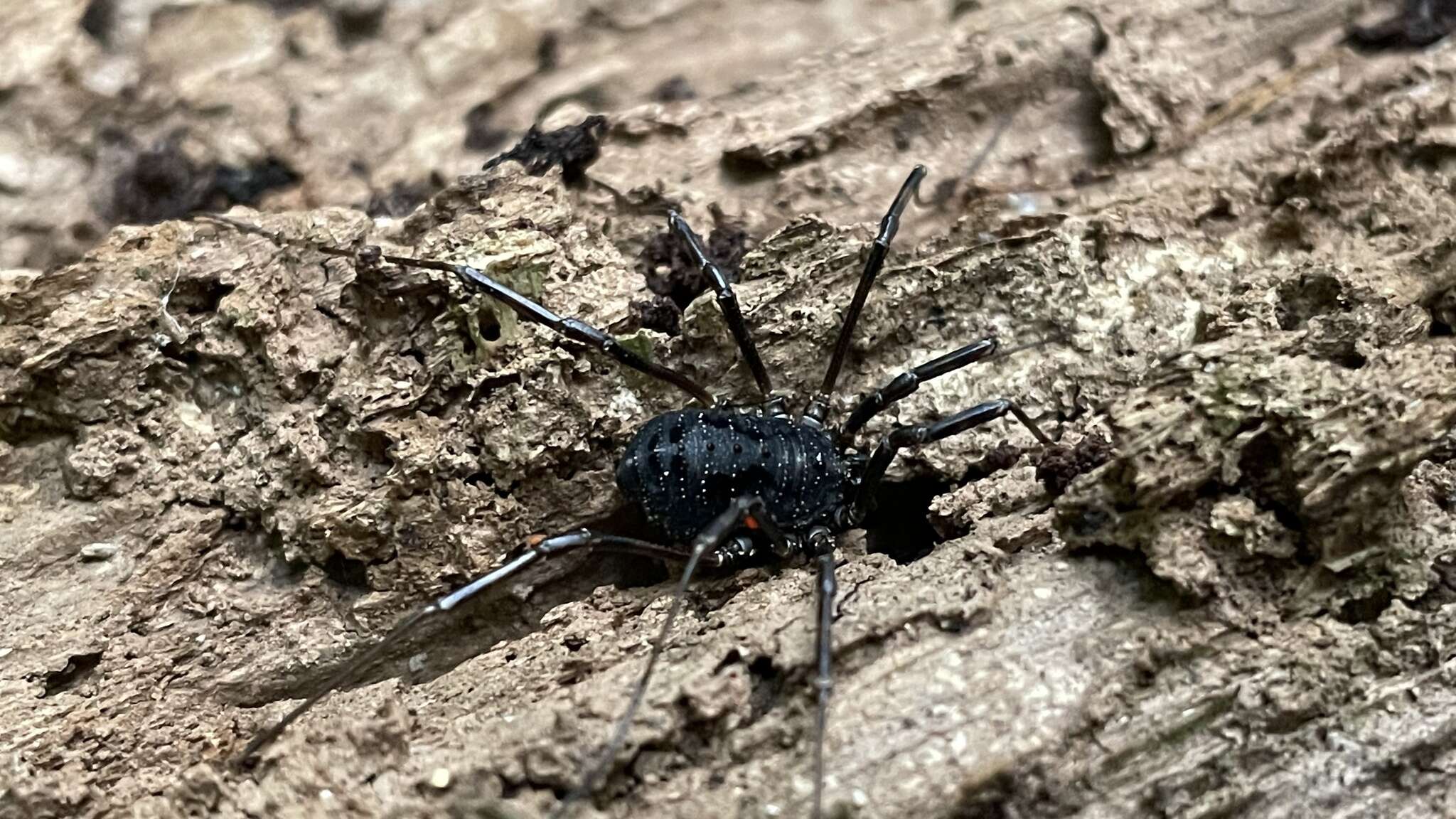 Sivun Himalphalangium spinulatum (Roewer 1911) kuva