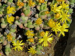 Image of Rhinephyllum graniforme (Haw.) L. Bol.
