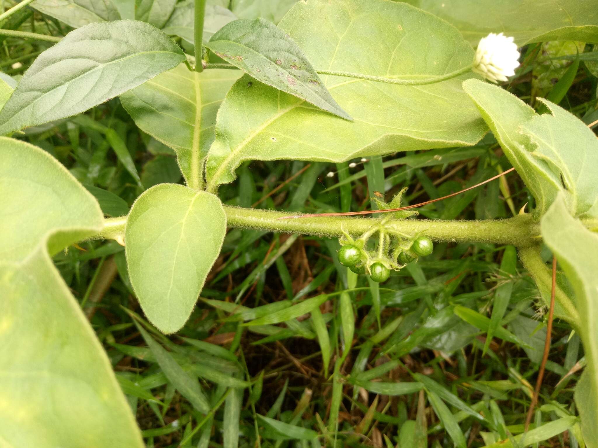 Image of Jamaican Nightshade