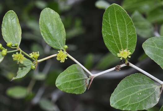 Image of Ziziphus lotus subsp. lotus