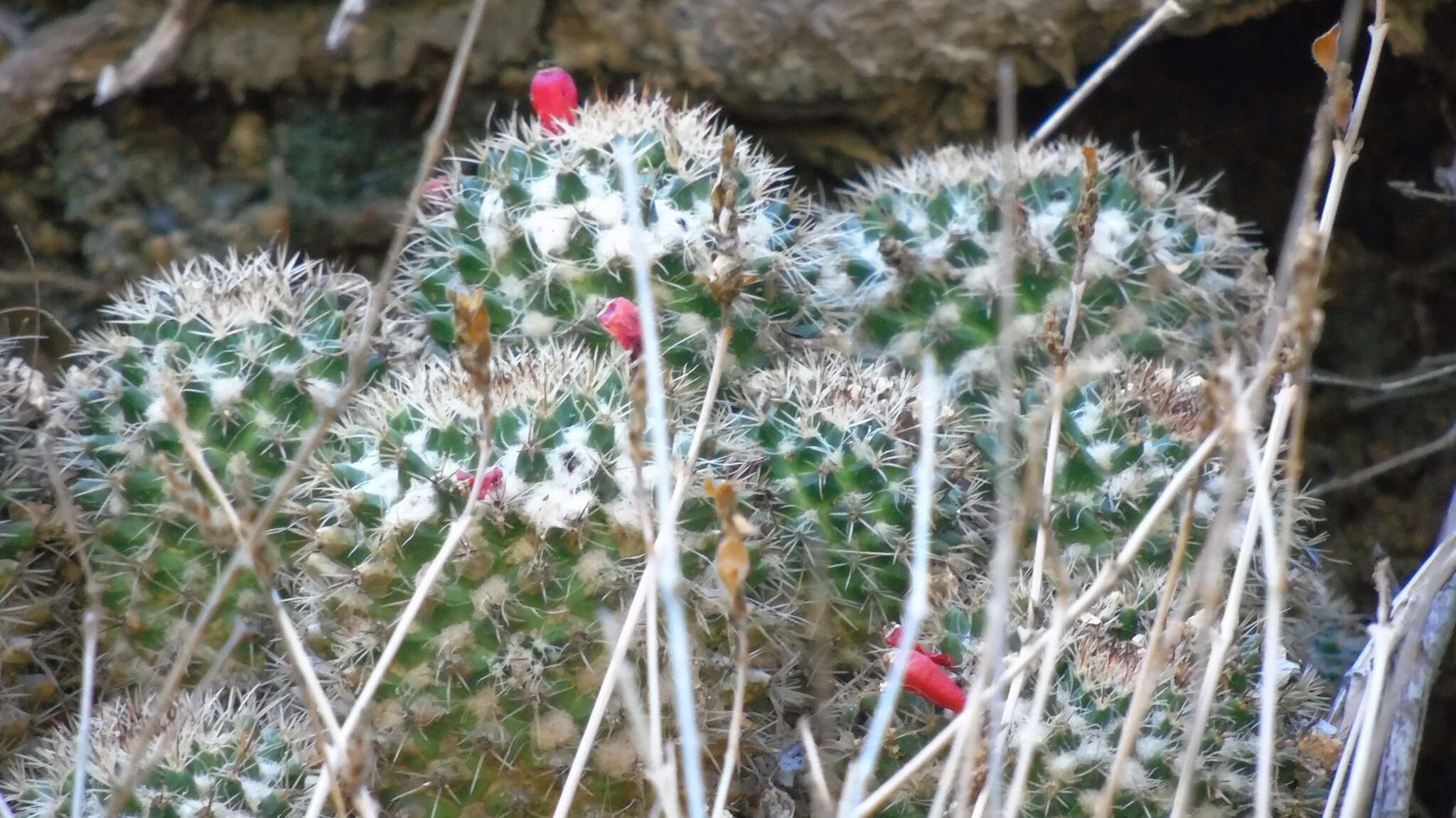 Image of Mammillaria voburnensis subsp. collinsii