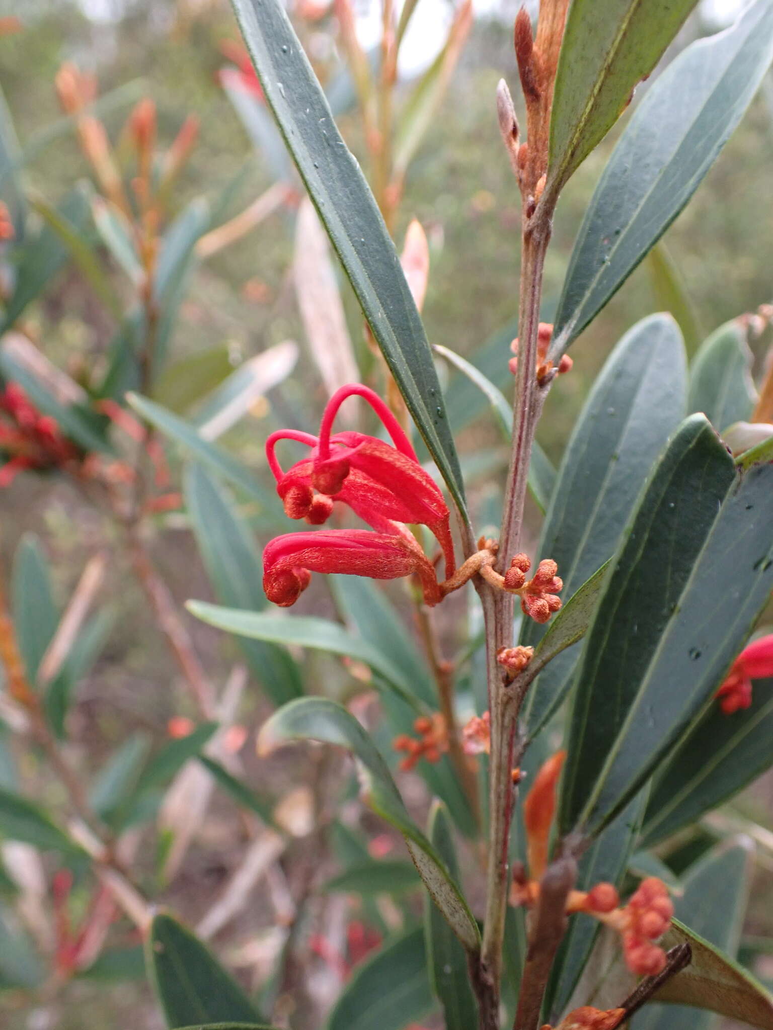 Image of Grevillea dimorpha F. Müll.