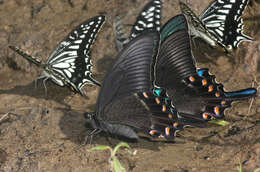 Image of Alpine Black Swallowtail