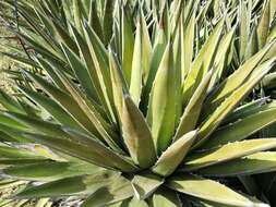 Слика од Agave triangularis Jacobi