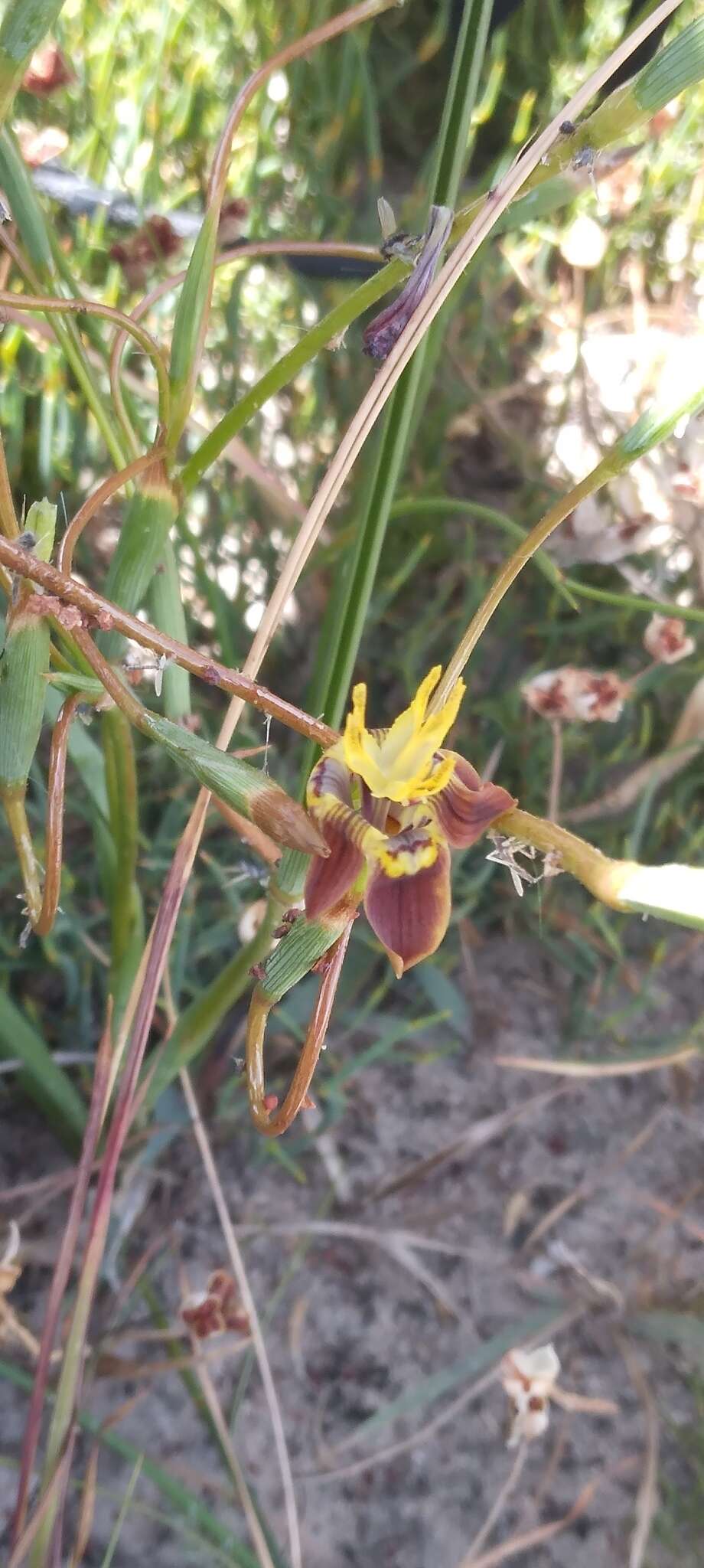 Image of Moraea inconspicua Goldblatt