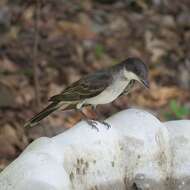 Image of Eastern Kingbird