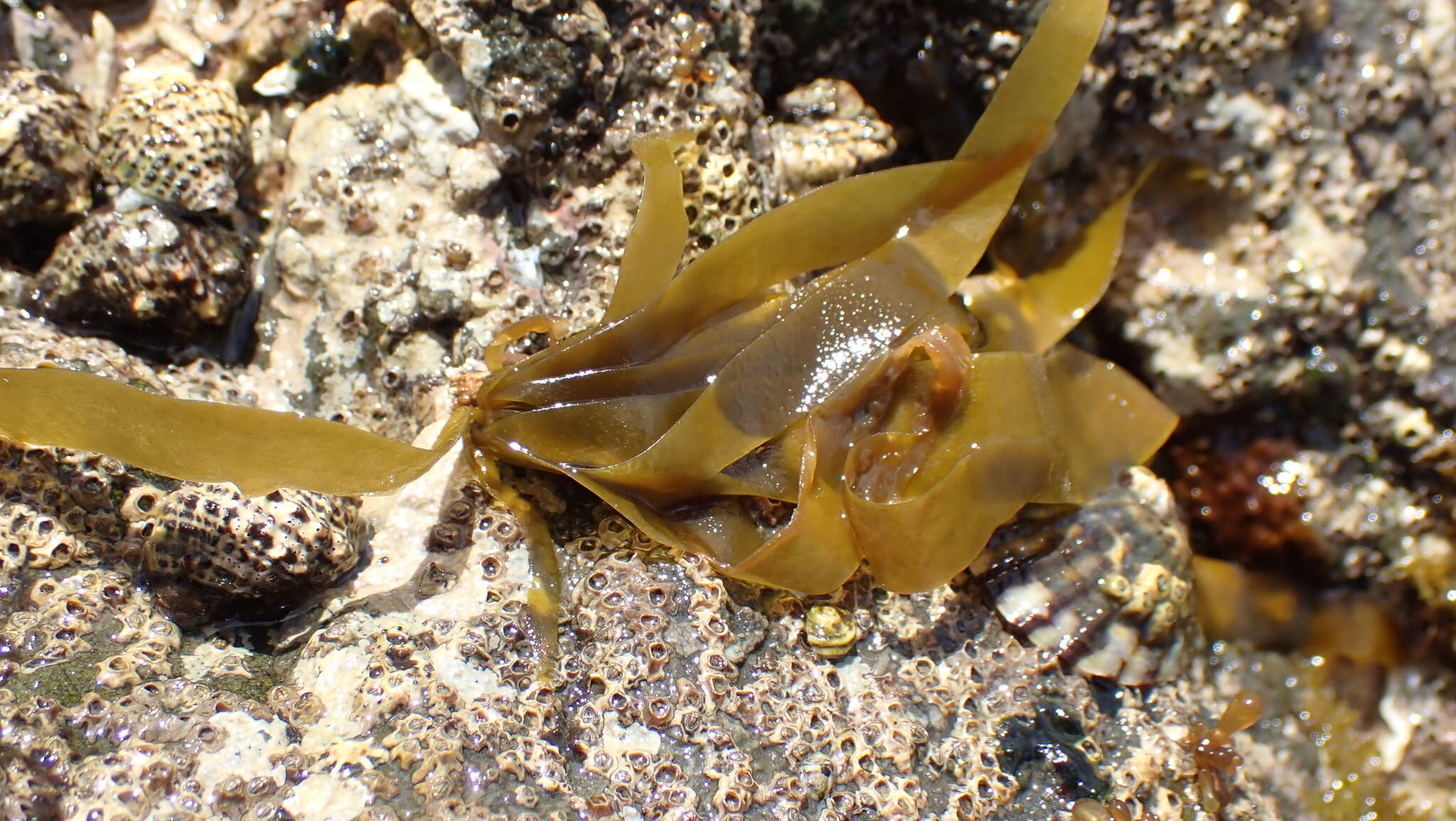 Image of Petalonia binghamiae (J. Agardh) K. L. Vinogradova 1973