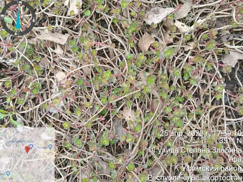 Image of hybrid stonecrop