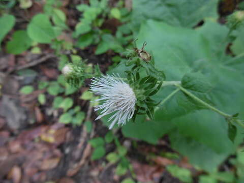 Image of Eupatoriastrum