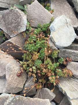 Image of sparseleaf cinquefoil