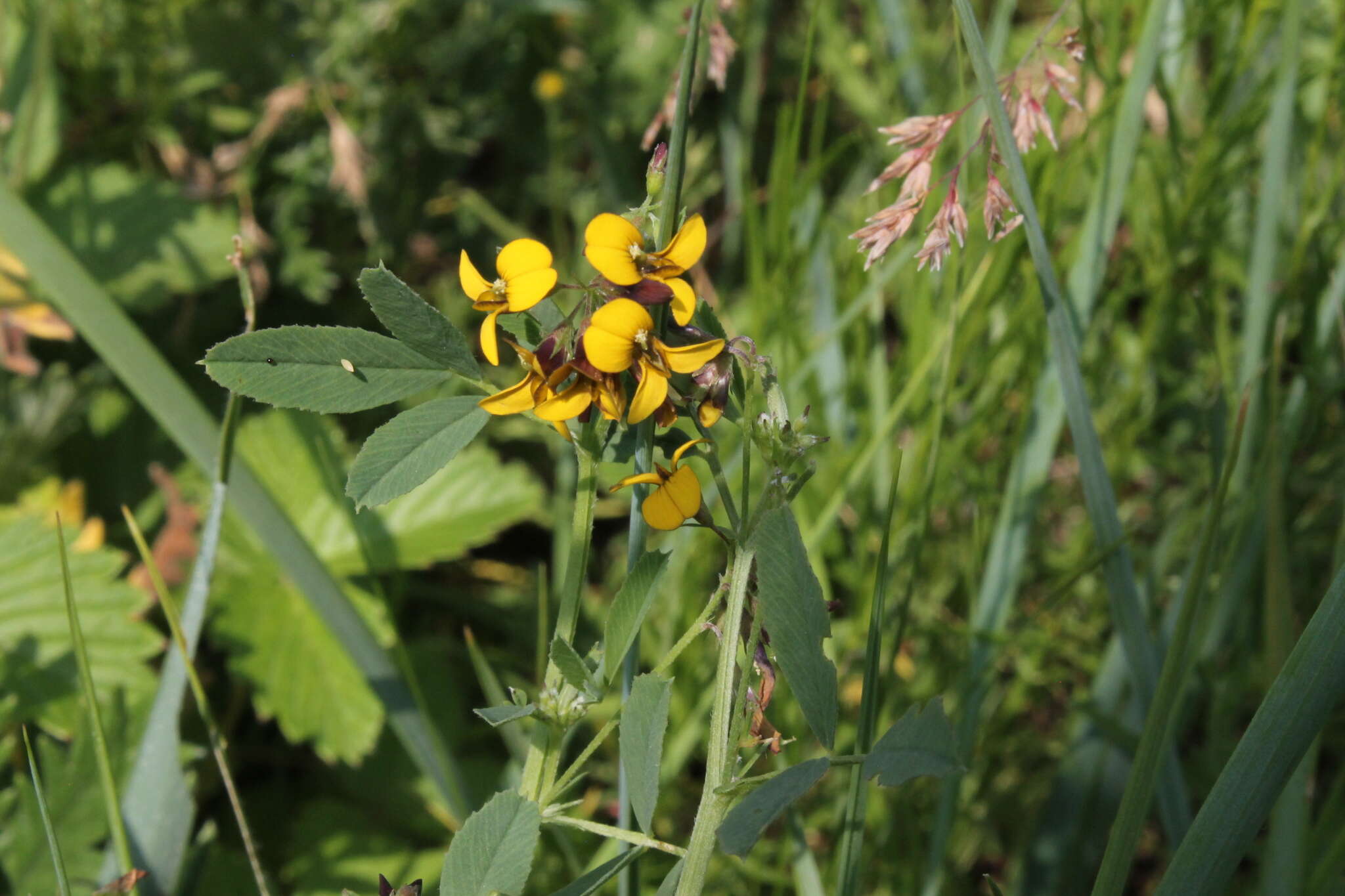 Image de Medicago ruthenica (L.) Ledeb.