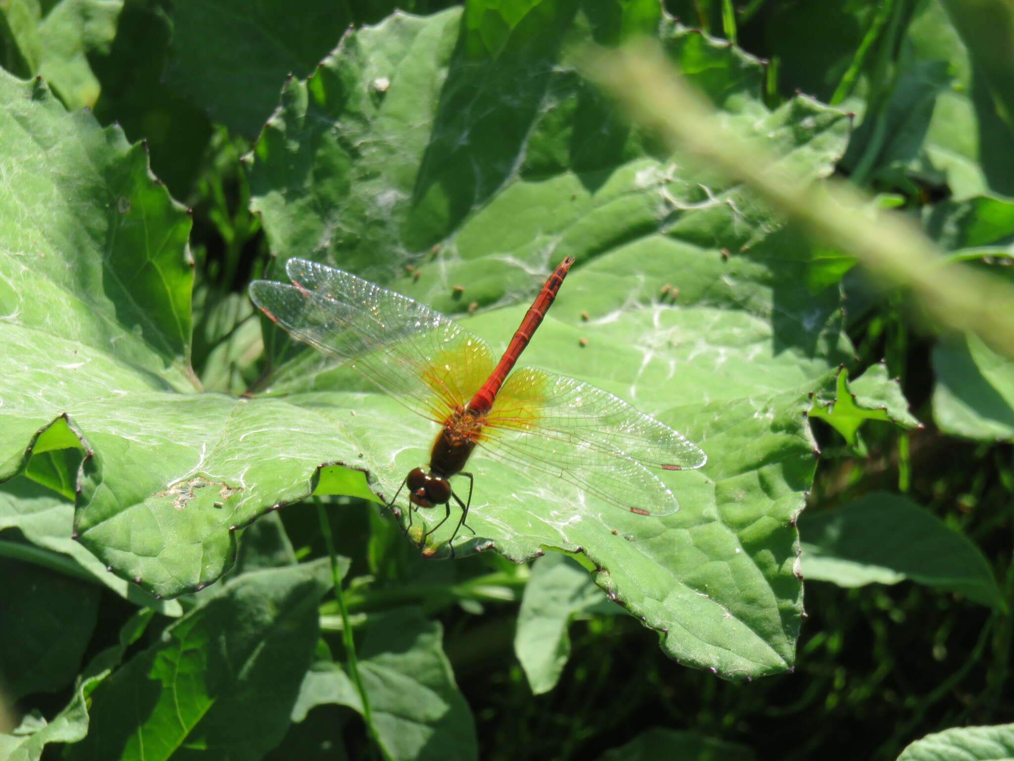 Image of Yellow-winged Darter