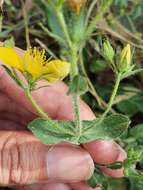 Image of Hypericum pubescens Boiss.