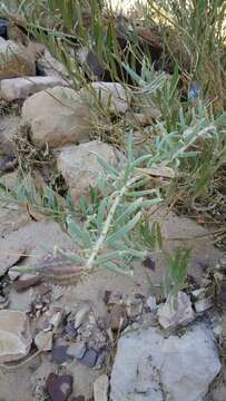 Image of Gomphocarpus sinaicus Boiss.