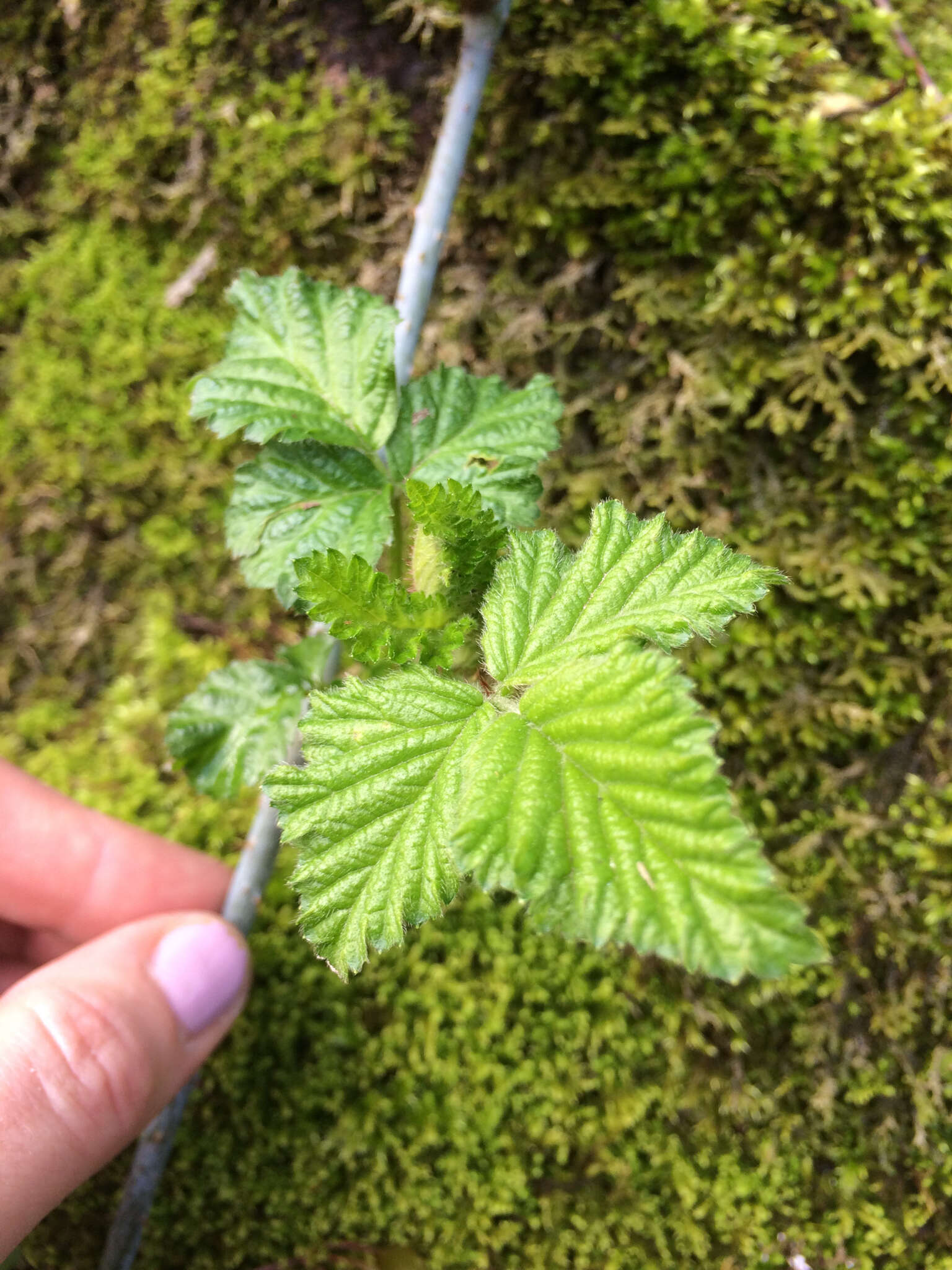 Слика од Rubus ursinus Cham. & Schltdl.