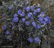 Слика од Eritrichium howardii (A. Gray) Rydb.