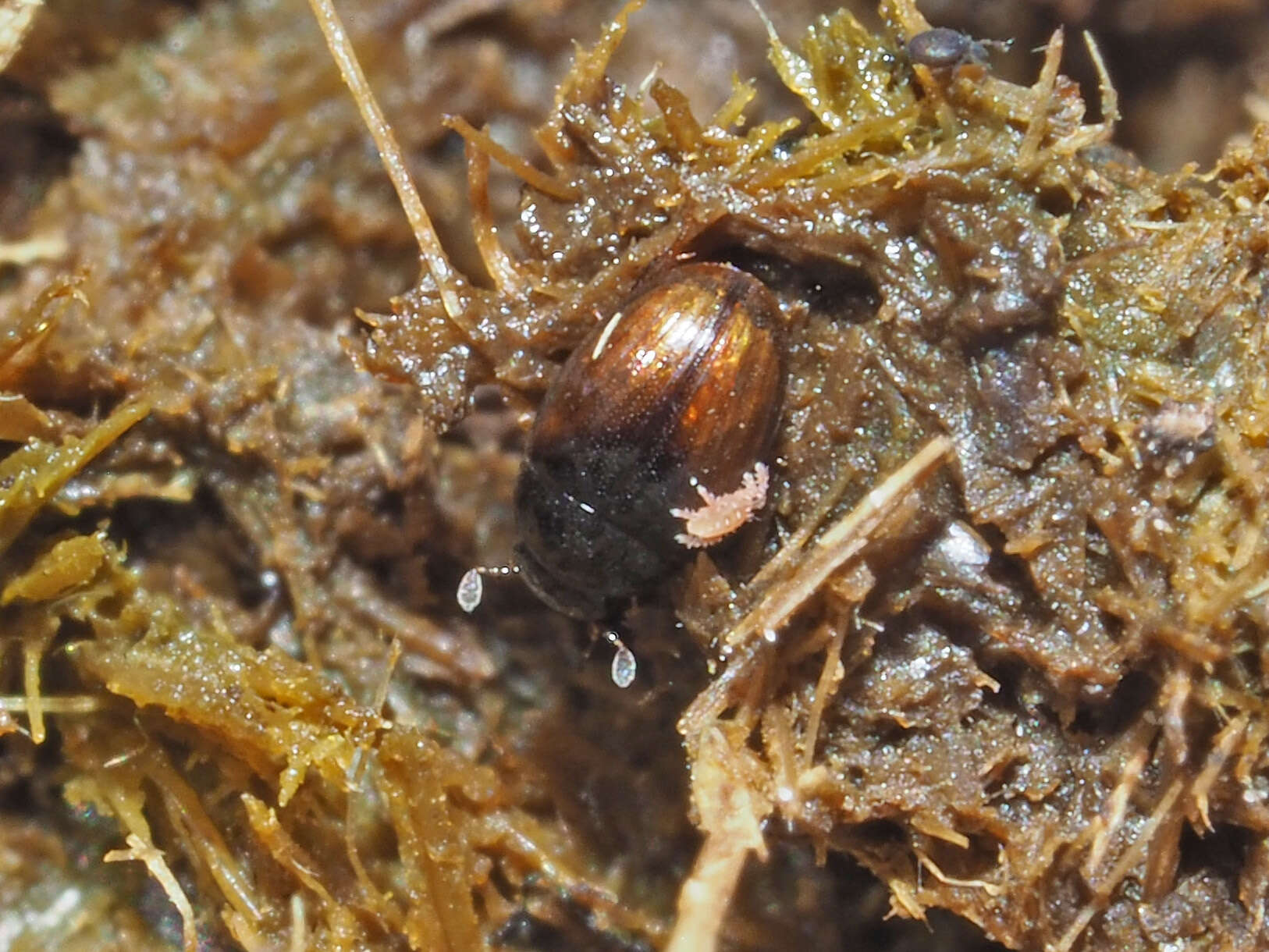 Image of Cercyon (Cercyon) melanocephalus (Linnaeus 1758)