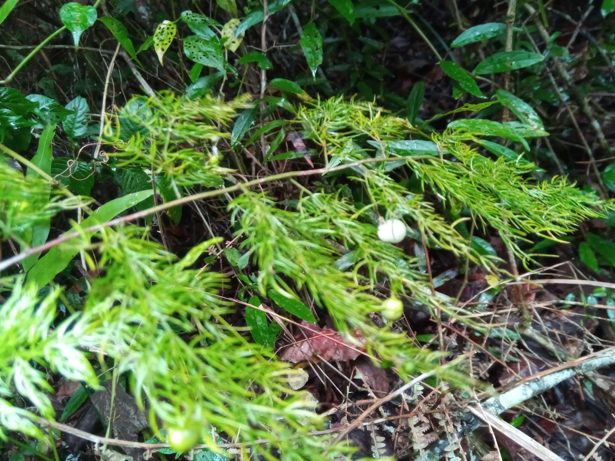 Image of Asparagus simulans Baker