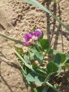 Image of beach pea