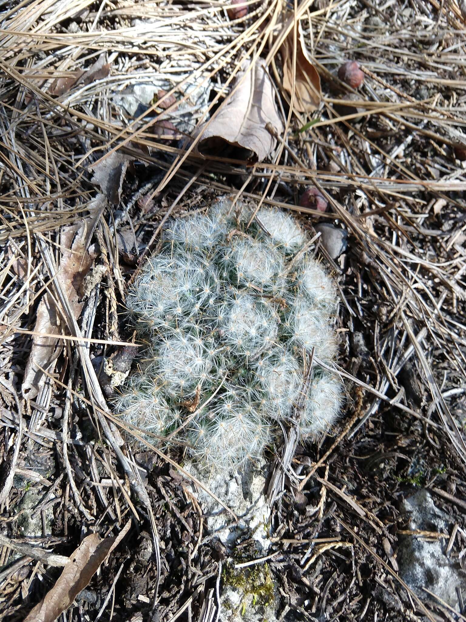 Image of Mammillaria glassii R. A. Foster