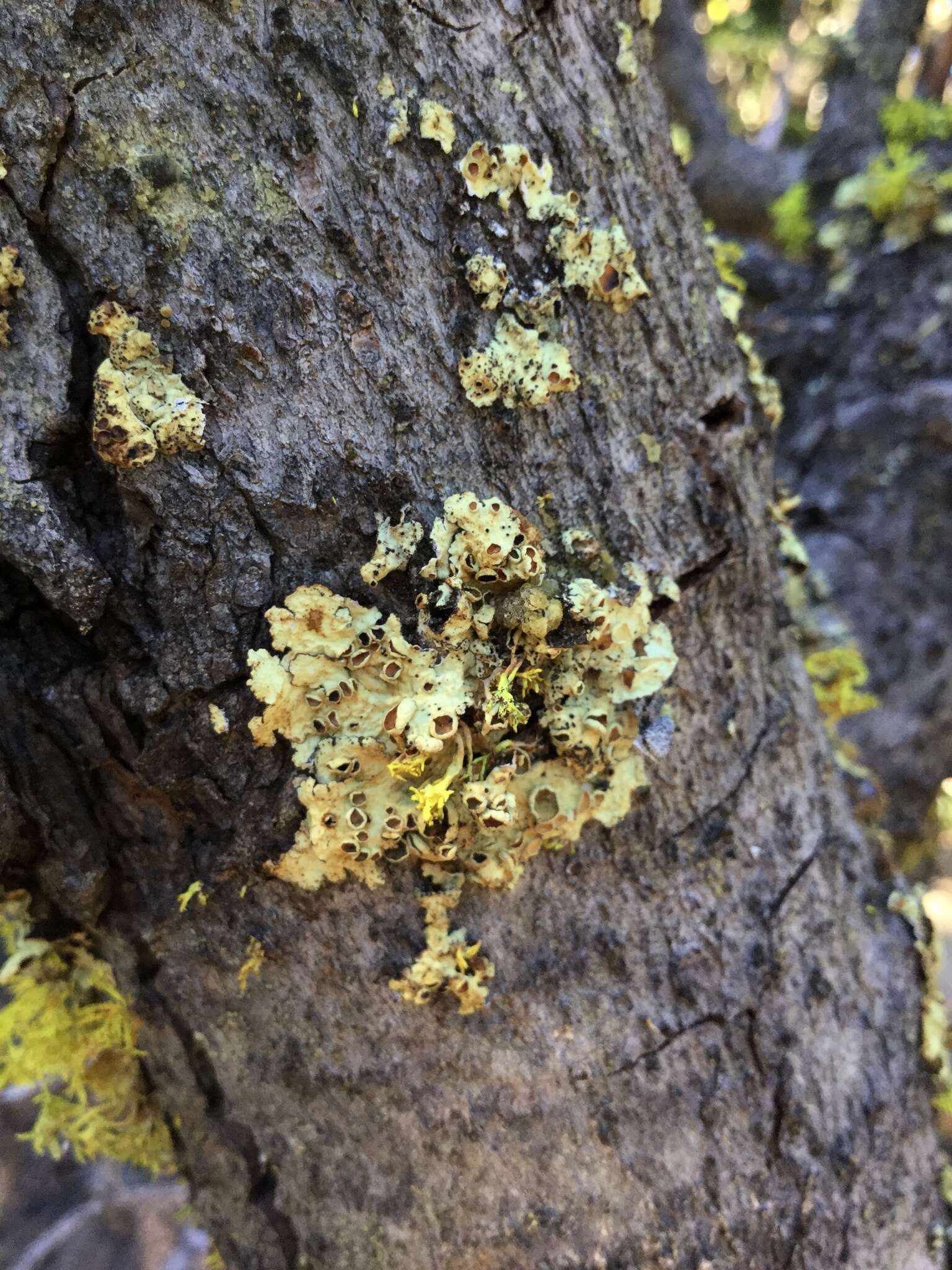 Image of ahtiana lichen