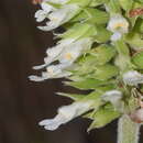 Image of Salvia rzedowskii Ramamoorthy