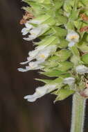 Image of Salvia rzedowskii Ramamoorthy