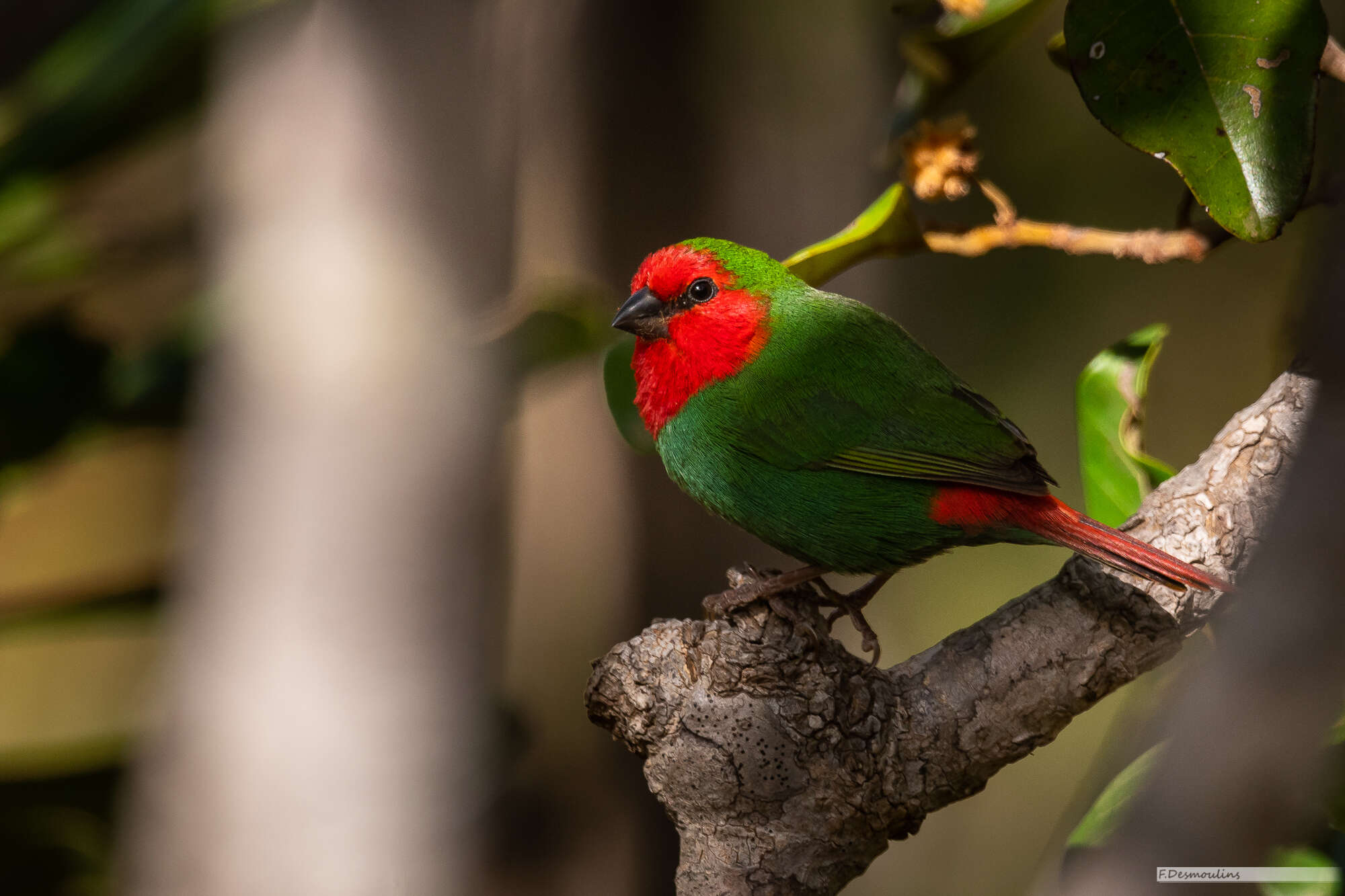 Image of Red-throated Parrot-Finch