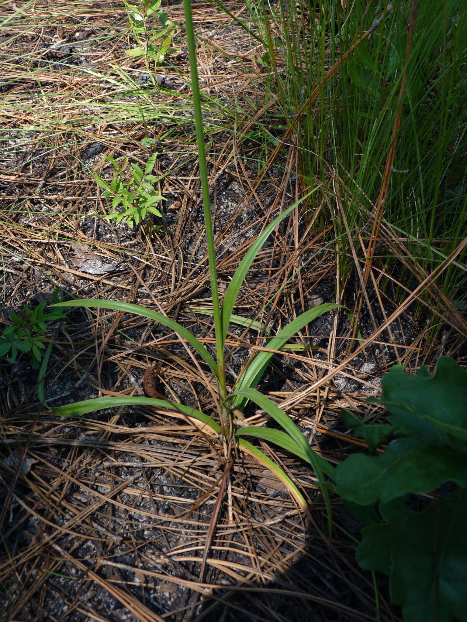 Imagem de Cyperus plukenetii Fernald