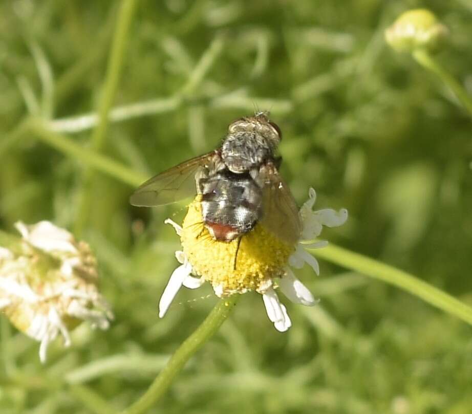 صورة Archytas marmoratus (Townsend 1915)