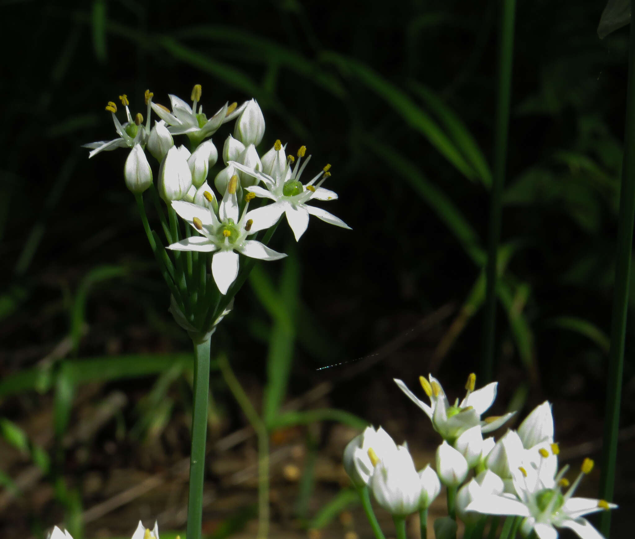 Image of Chinese chives