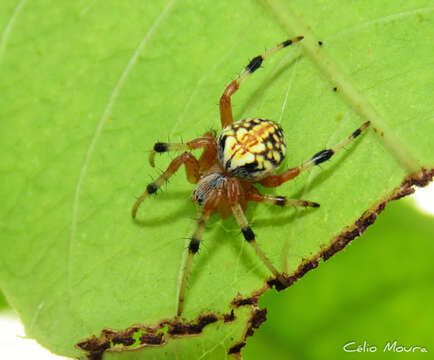 Image of Araneus guttatus (Keyserling 1865)