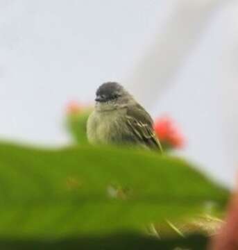 Image of Guianan Tyrannulet