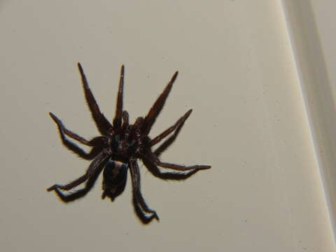 Image of Western Parson Spider