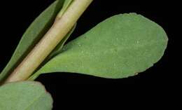 Image of Texas spurge