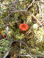 Слика од Hygrocybe coccineocrenata (P. D. Orton) M. M. Moser 1967