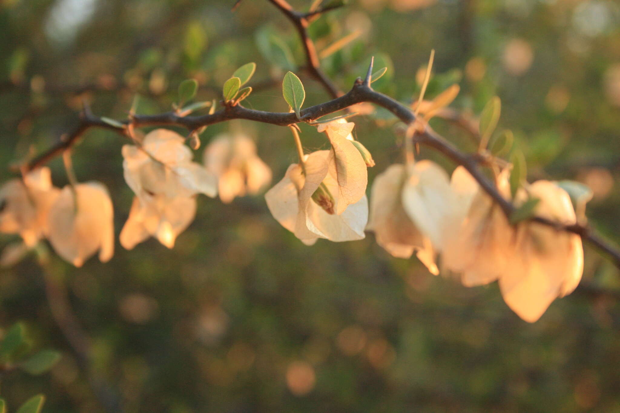 Bougainvillea campanulata Heimerl resmi