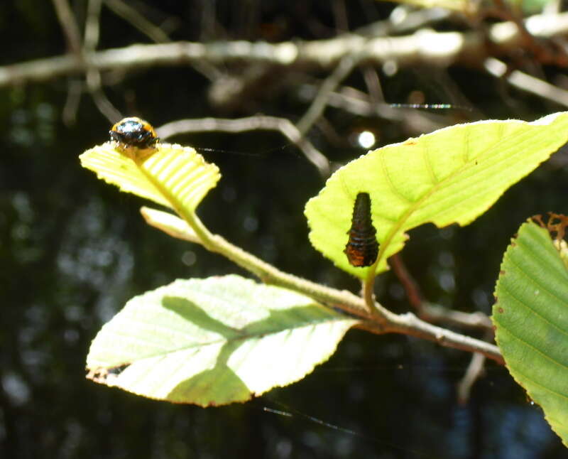 Image of Alder Leaf Beetle