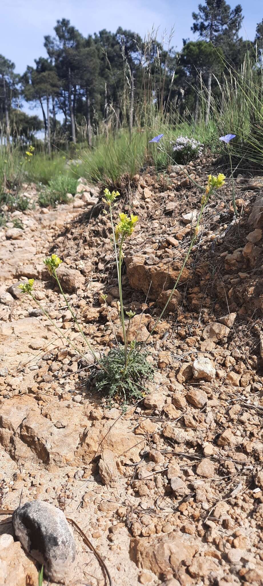 Image de Brassica repanda (Willd.) DC.