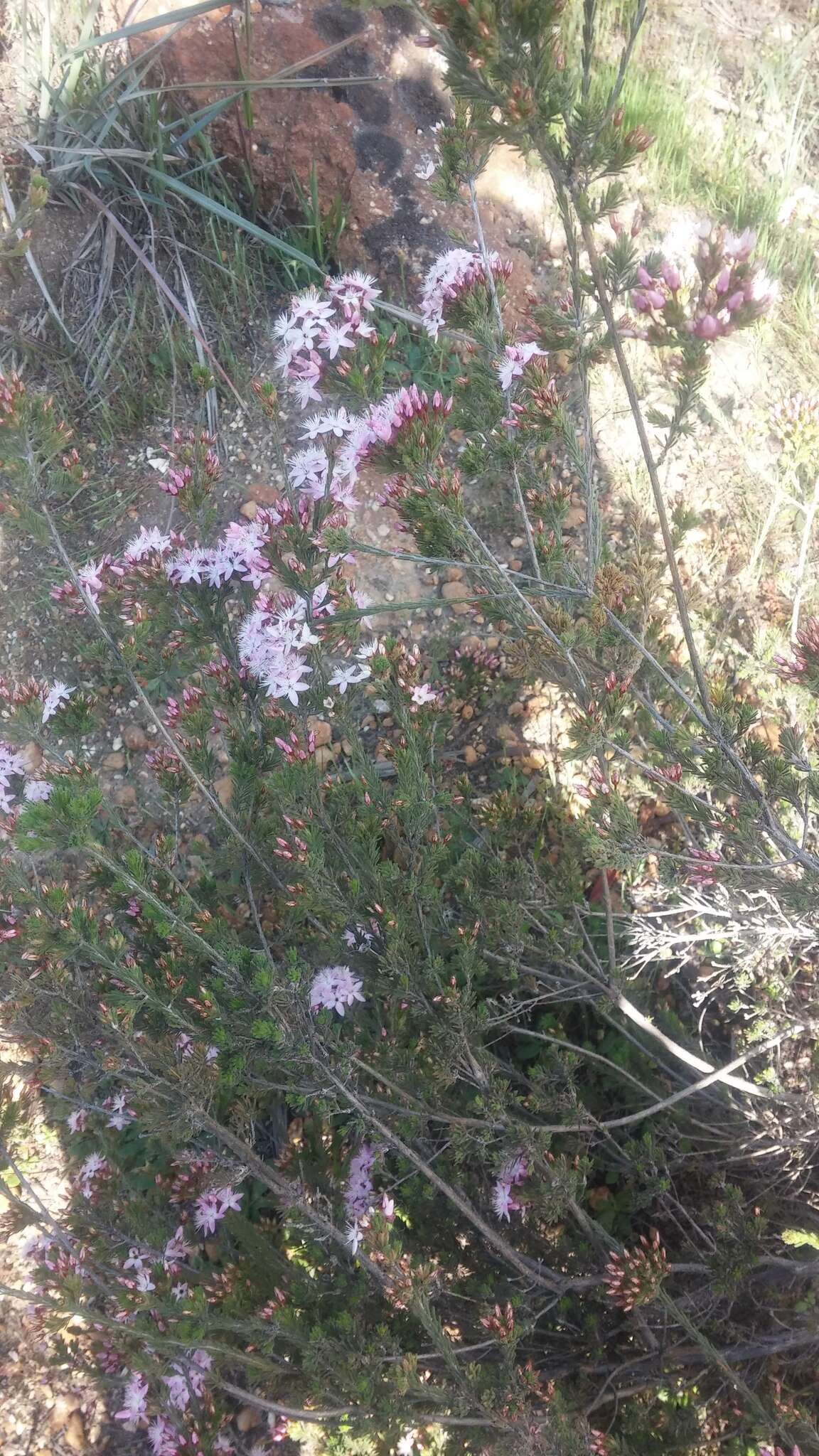 Image of Calytrix tetragona Labill.