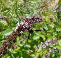 Euodynerus hidalgo boreoorientalis (Bequaert 1937)的圖片